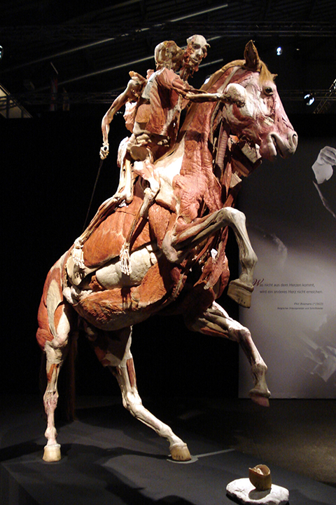 humano a caballo en the boy world madrid